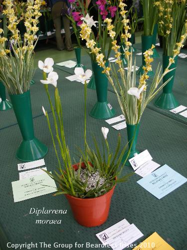 DSCF1626 Diplarrena moraea